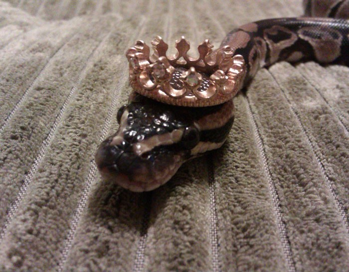 40 змей, которые носят удивительные шляпки. Такого вы еще не видели!