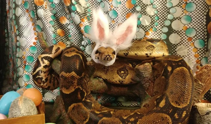 40 змей, которые носят удивительные шляпки. Такого вы еще не видели!